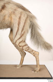 Striped Hyena Hyaena hyaena leg 0040.jpg